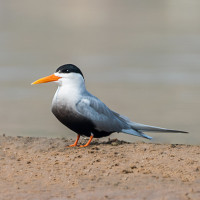 Black-bellied Tern